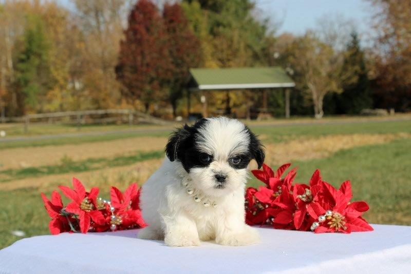 puppy, for, sale, Mal - Shi, Matthew B. Stoltzfus, dog, breeder, Gap, PA, dog-breeder, puppy-for-sale, forsale, nearby, find, puppyfind, locator, puppylocator, aca